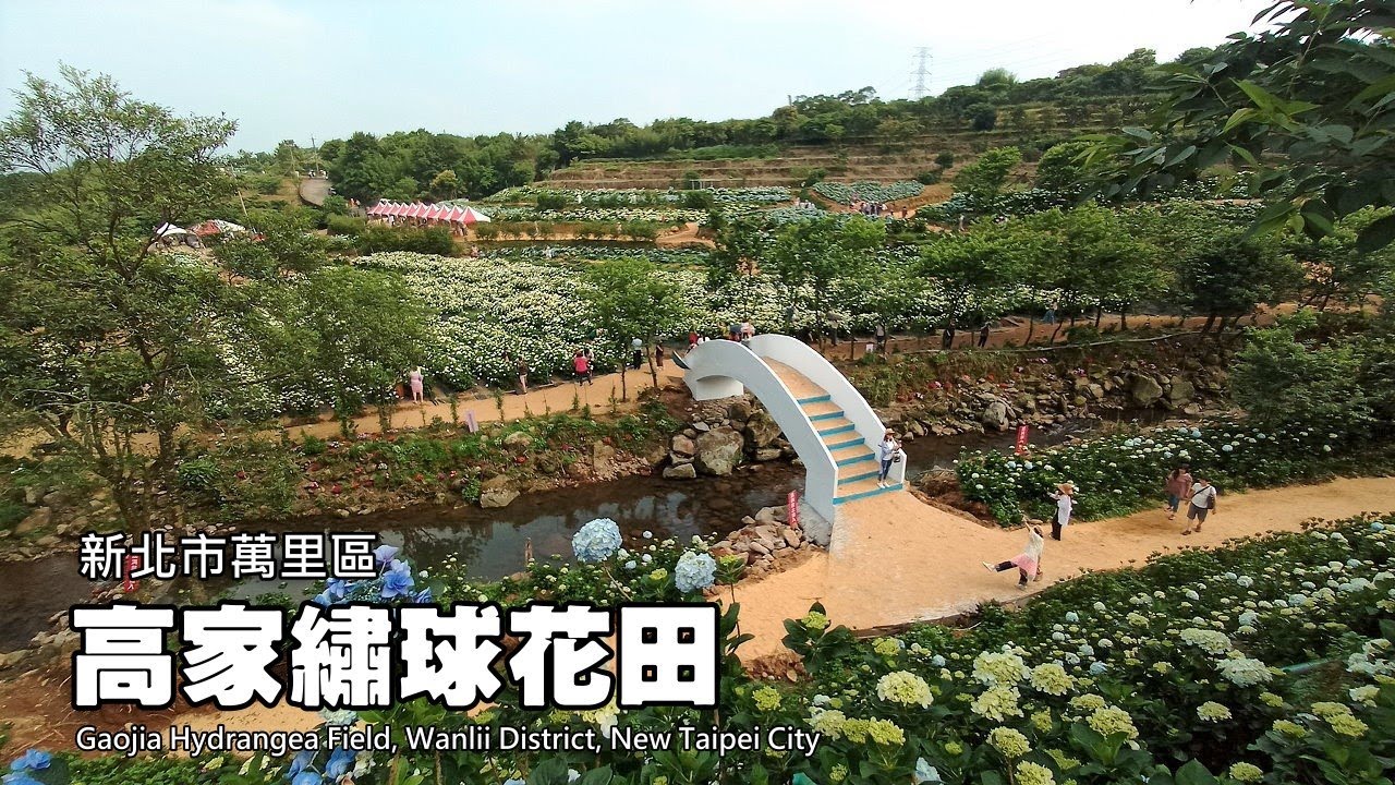 5月10日新開幕!!!高家繡球花田—萬里園區, 繡球花盛開了!!!