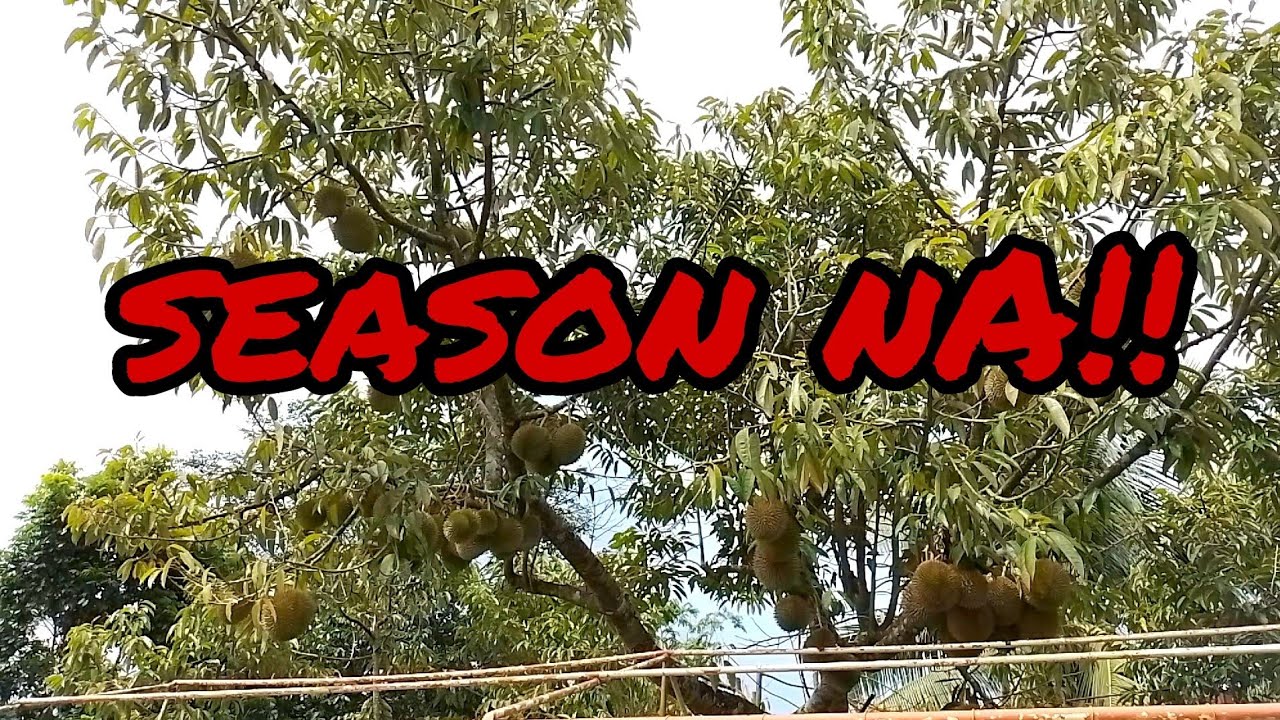 NAKAKAMIS PUNTAHAN ANG LUGAR NATO ANTIPOLO PONTEVEDRA NEGROS OCCIDENTAL