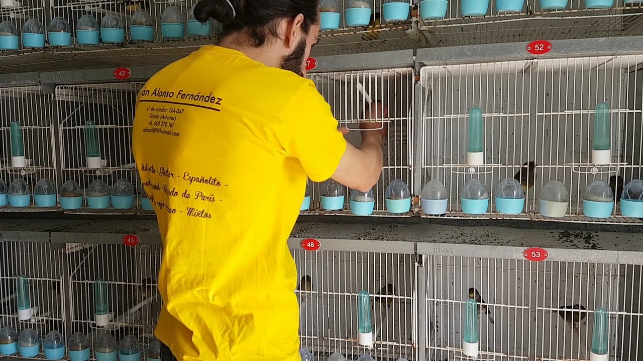 damos comienzo a la cria y ponemos el aviario en 