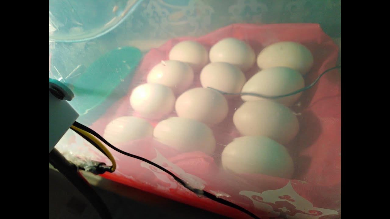 homemade incubator