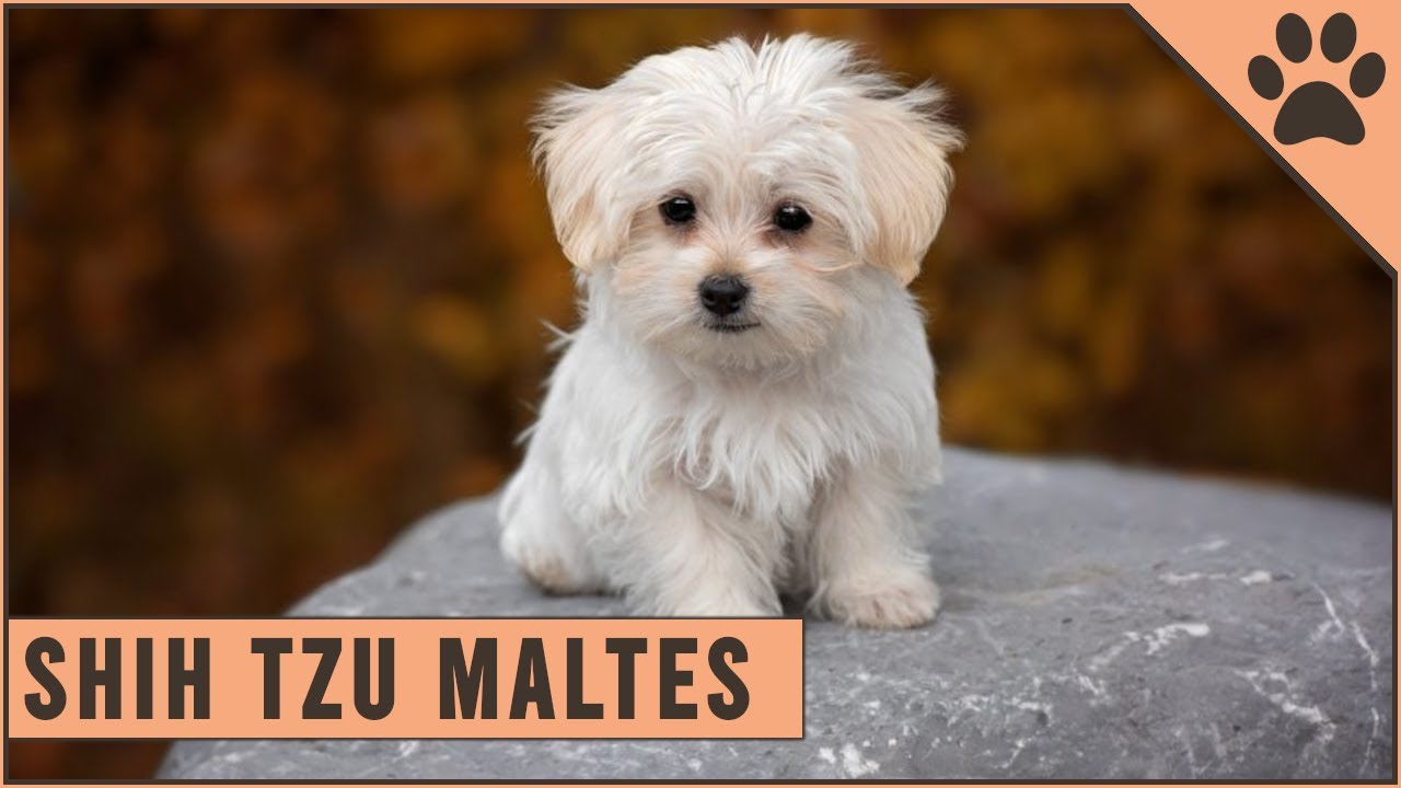 Shih Tzu Maltés Información De Raza De Perro | Perros Mundo