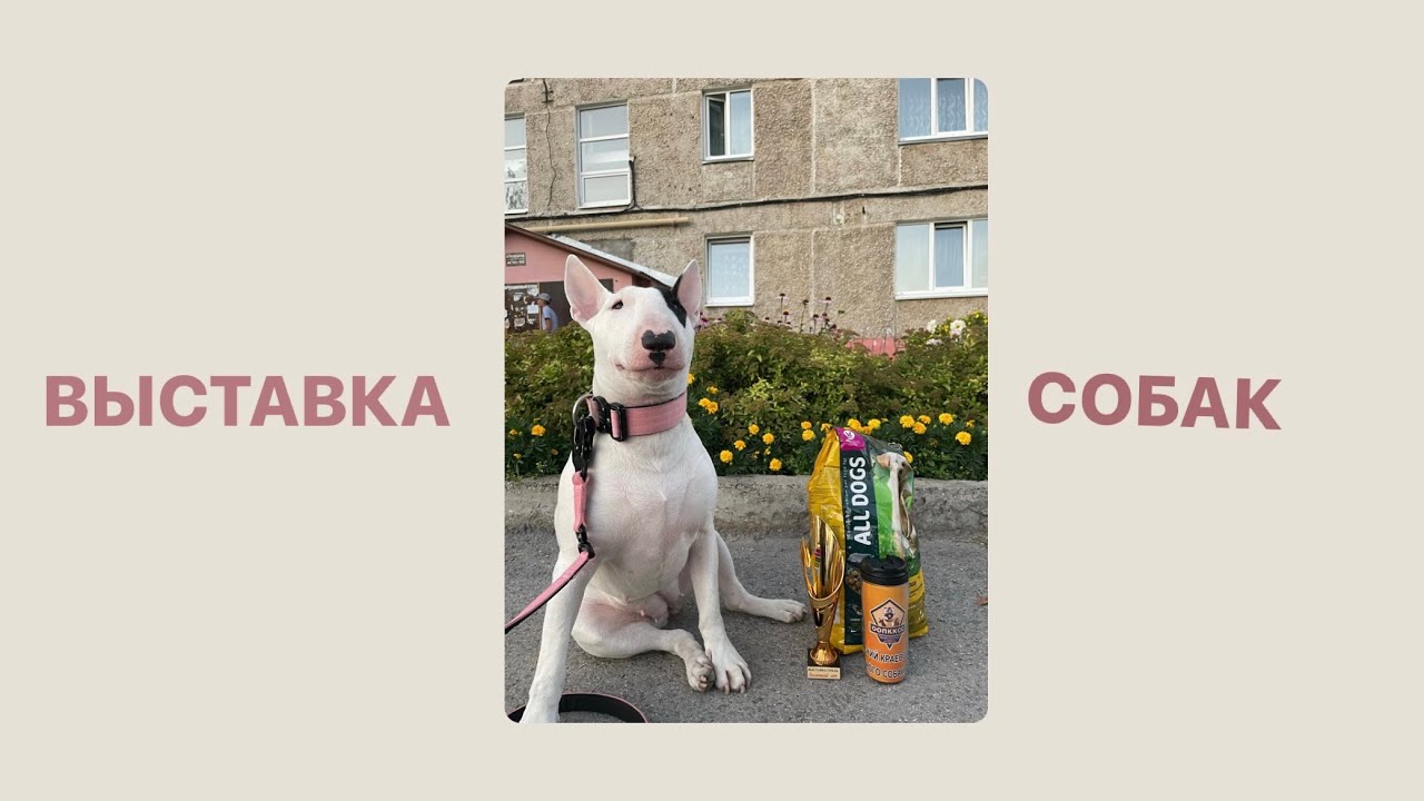 dogvlog: выставка собак в г.Пермь 2023 // защитили ЮЧР и ЮЧРКФ