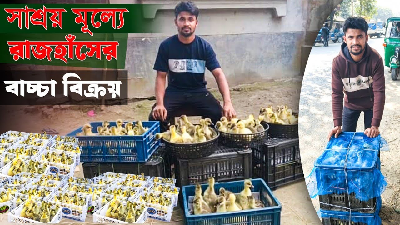 সাশ্রয় মূল্যে রাজহাঁসের বাচ্চাবিক্রয়  কেন্দ#farming #sortvideo #রাজহাঁস #হাঁসেরখামার#duck #হাঁসপালন