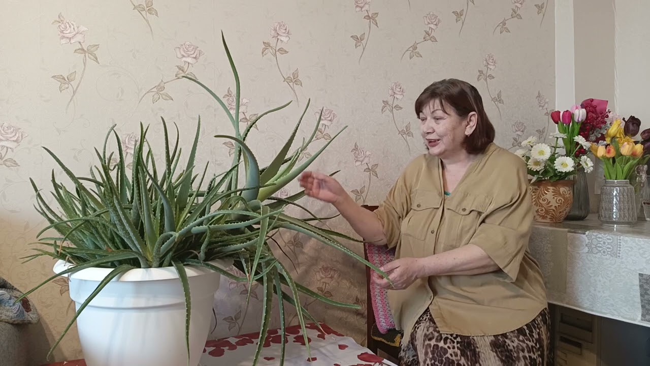 Мой великан