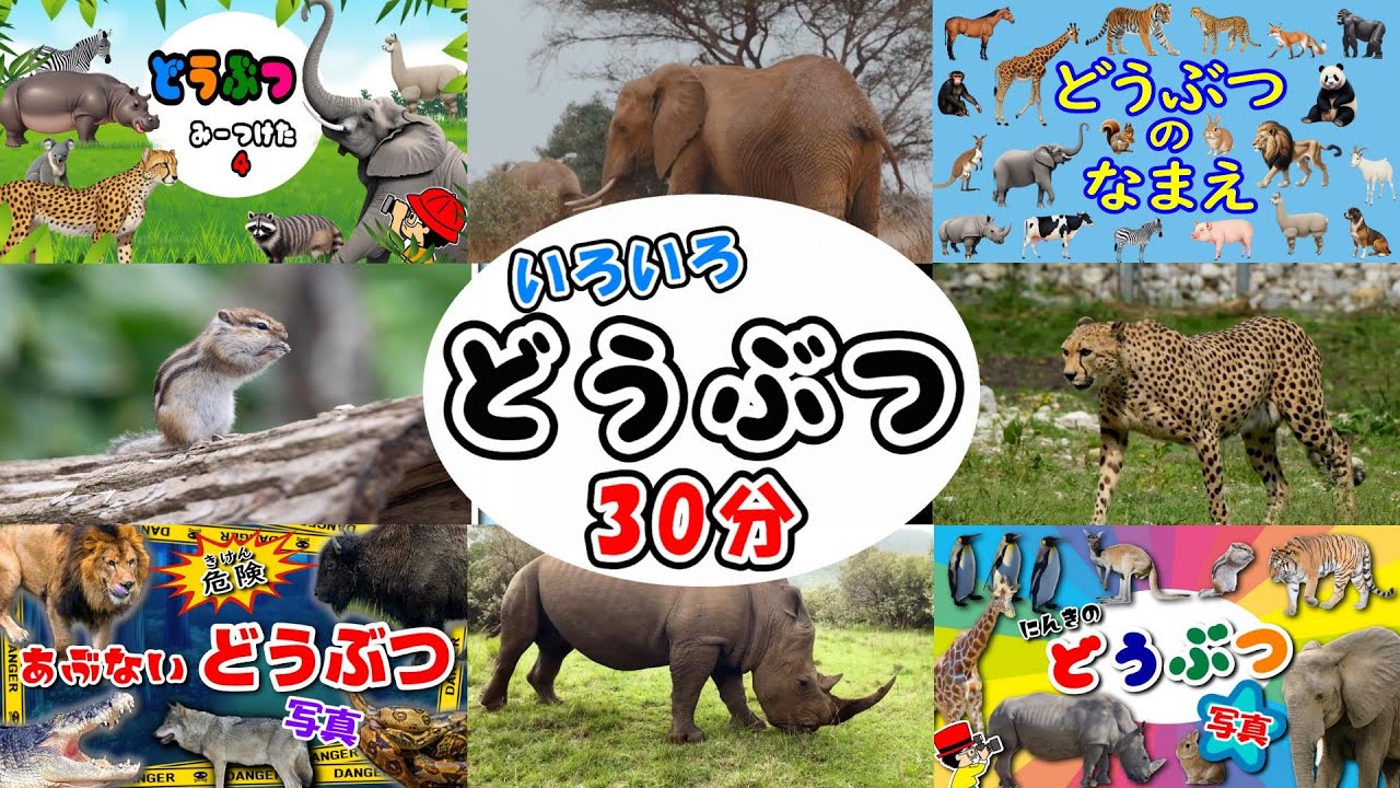 【サファリパーク！動く動物】人気どうぶつ30分！ライオン,キリン,シマウマ〈赤ちゃんが笑う、泣き止む遊び〉【子供向け・知育・アニメAnimal Puzzle kids anime】動物園・図鑑・写真