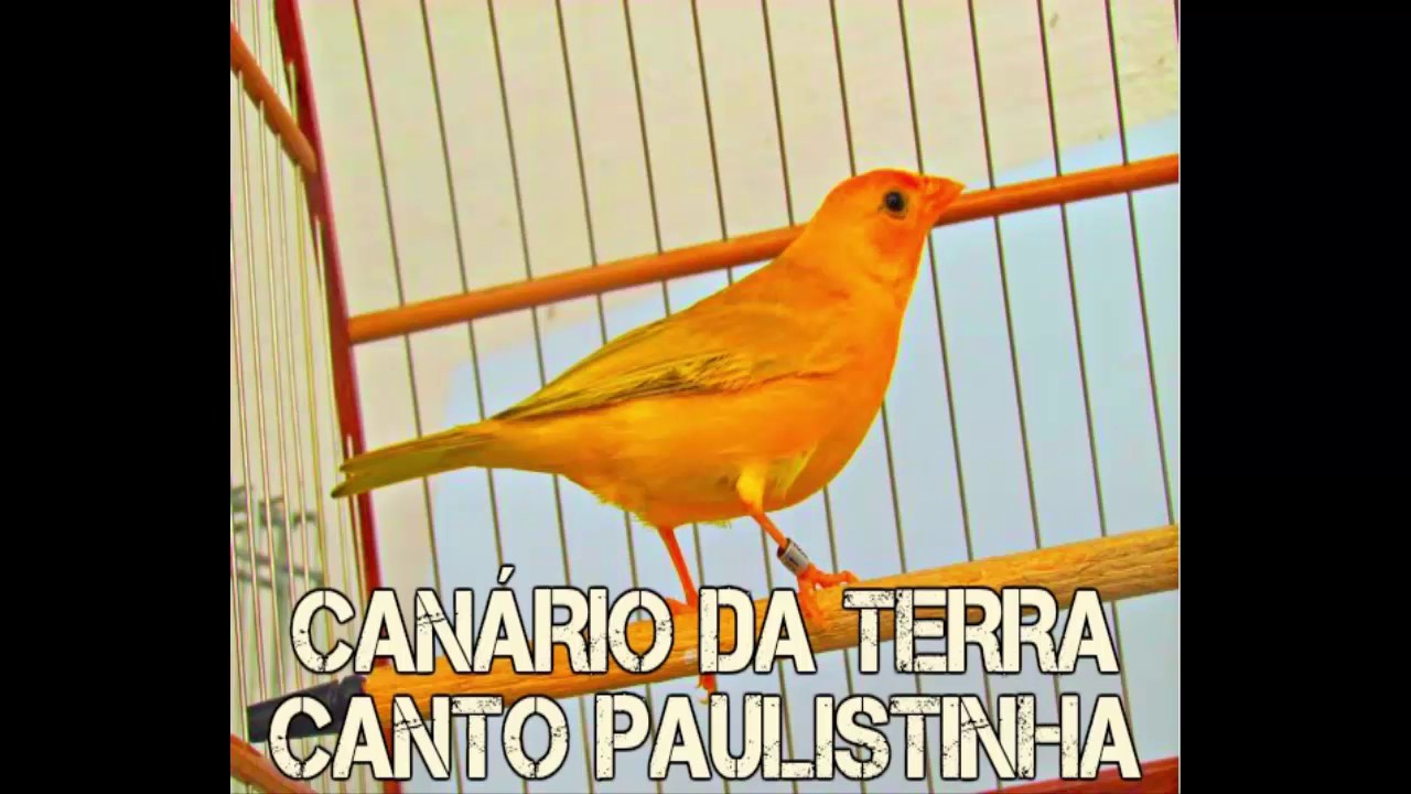 Canto Paulistinha - Canário da Terra