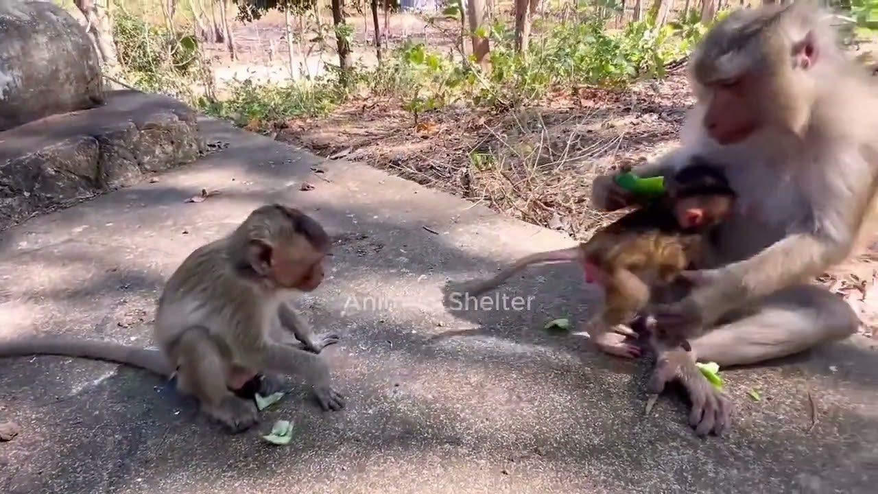 Copy of LIVE : Most Adored Baby MOKATE Happily Jumping and Playing with Loving Mom 🐒💛