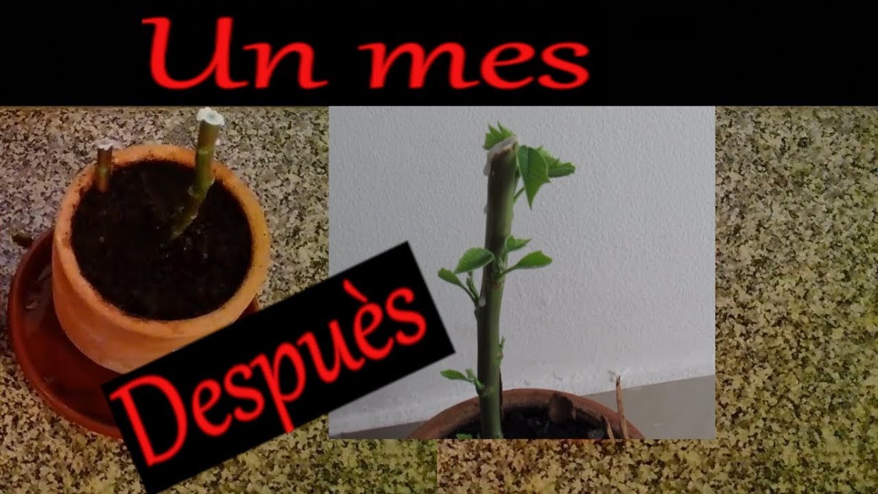 RAMAS ROTAS😮 Flor de Pascua / Poinsetia / NocheBuena / Flor de Navidad  (2/2)