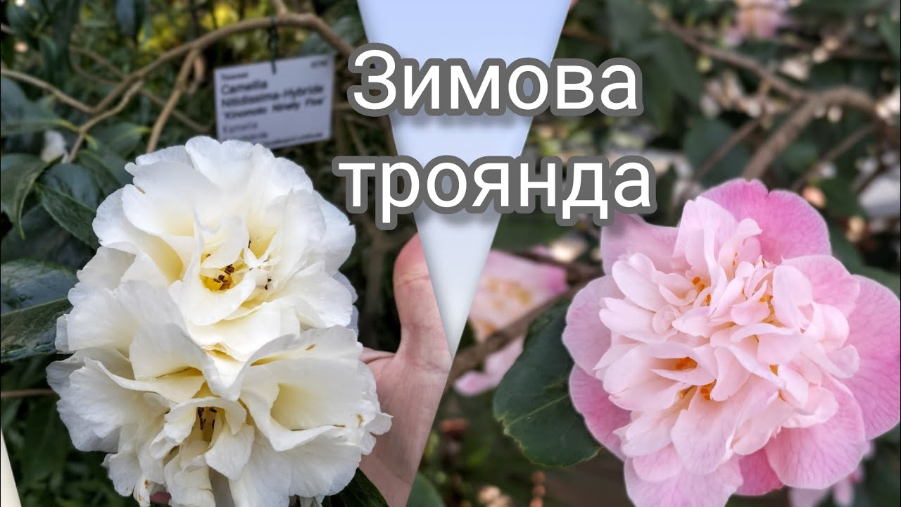 Феєрія цвітіння.# українською# українськийютюб#кельн#камелія#köln#camellia#botanuschegarden#парк