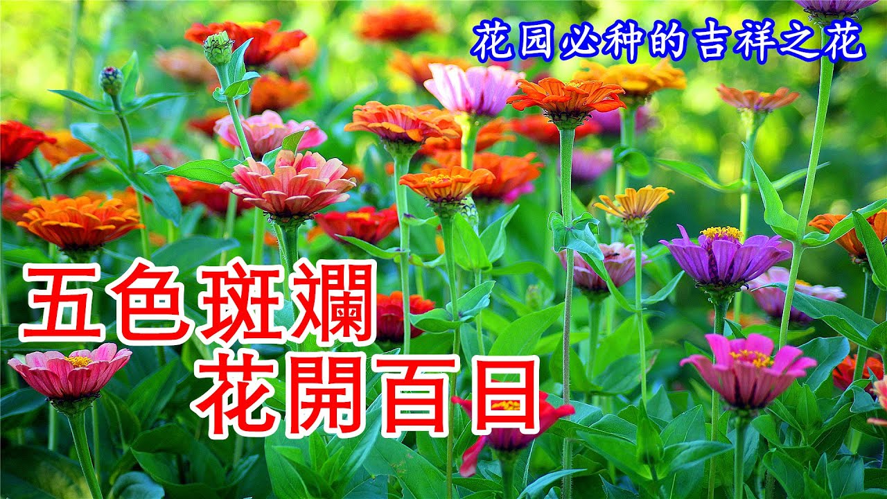 步步登高的百日草，如何養護和管理百日菊？（Zinnia）