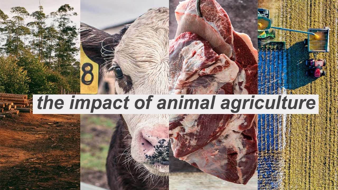 The History and Impact of Animal Agriculture & Factory Farming // from 45,000 BC to 2021