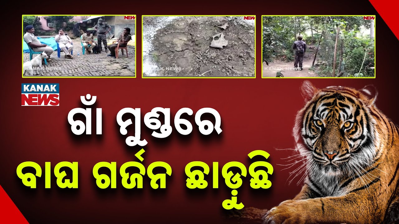 Tiger Panic In Cuttack’s Nischantakoli | Forest Department On High Alert After CCTV Footage