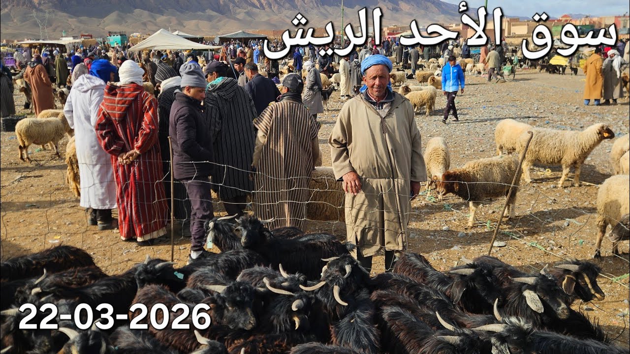 مباشرة سوق الأحد الريش إقليم ميدالت 22-03-2026، ثمن خرفان العيد ألمعيز أنعجات لتابعات #المغرب