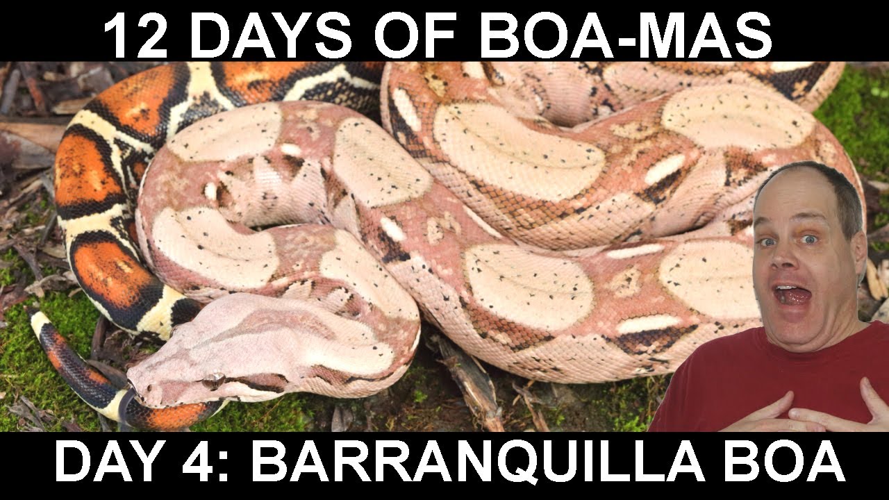 12 Days of BOA-MAS Day 4: Barranquilla Colombia Boa