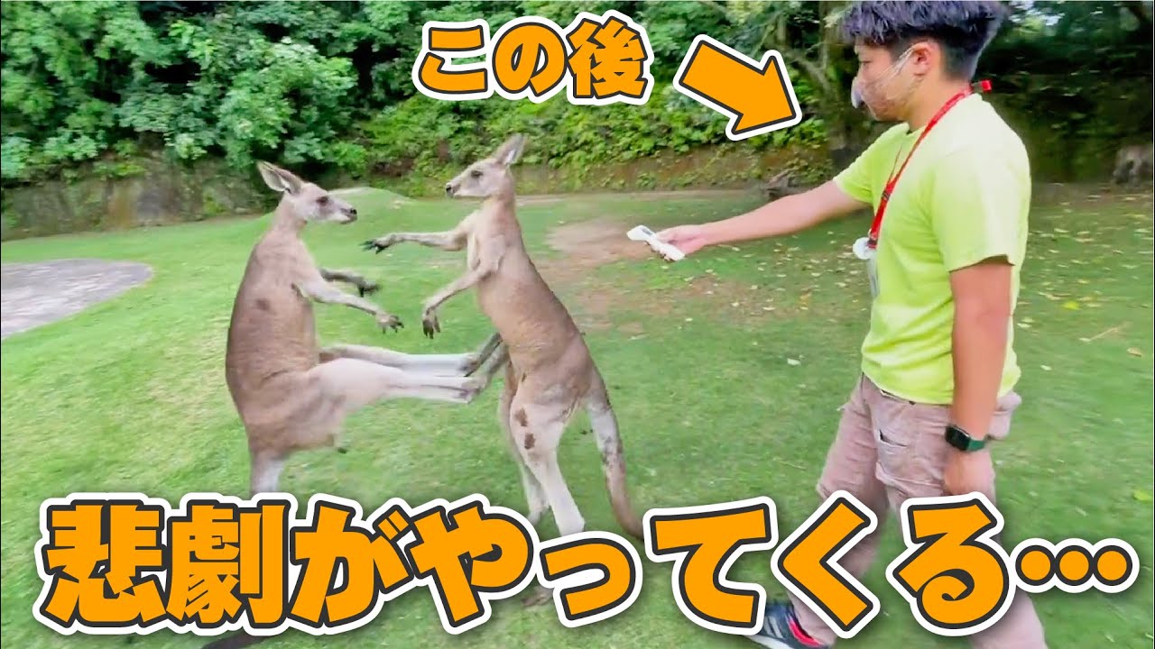 カンガルーの体温を測ろうと近付いた飼育員に悲劇が…Let's measure an animal's body temperature