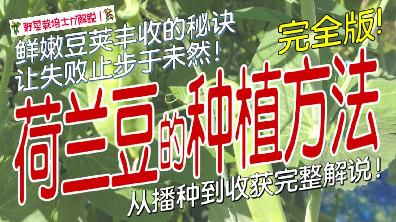 《荷兰豆的种植方法》从播种到爆盆，新手必看的保姆级教程 (盆栽/露地种植)