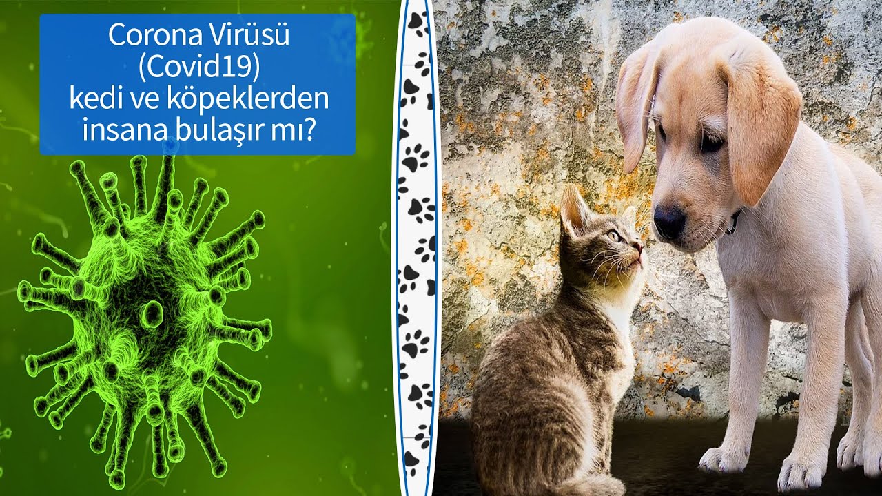 Corona Virüsü (COVID19) Kedi ve Köpeklerden İnsanlara Bulaşır Mı?