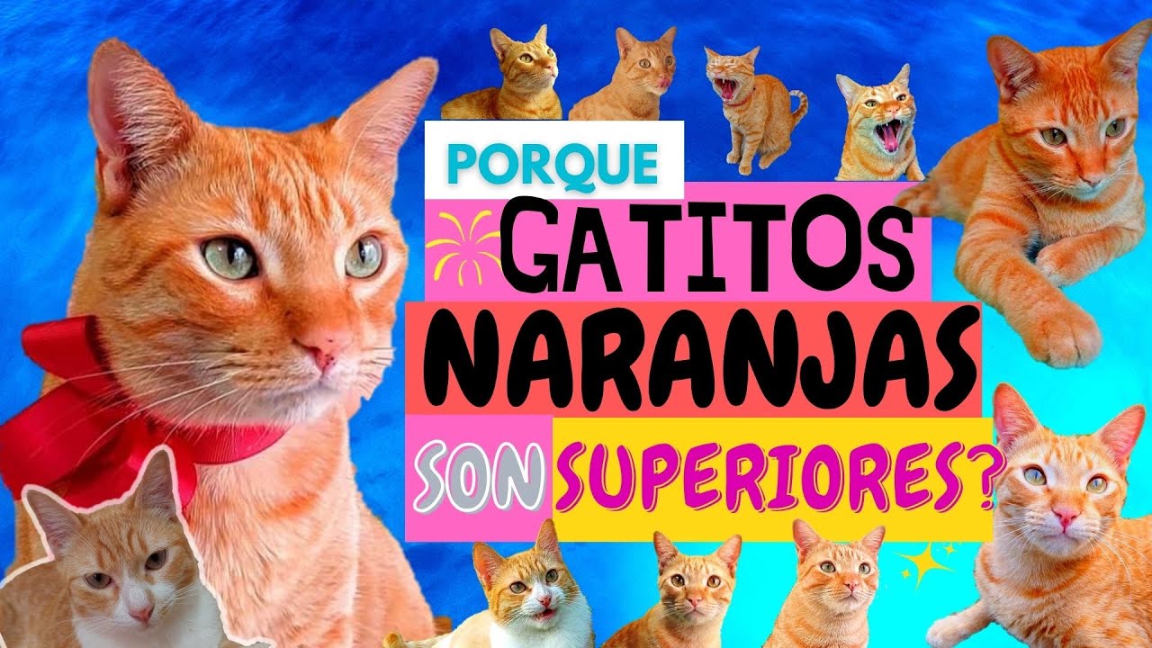 10 RAZONES divertidas de porque los GATOS naranjas son Geniales y populares entre las karens! 😸❤️