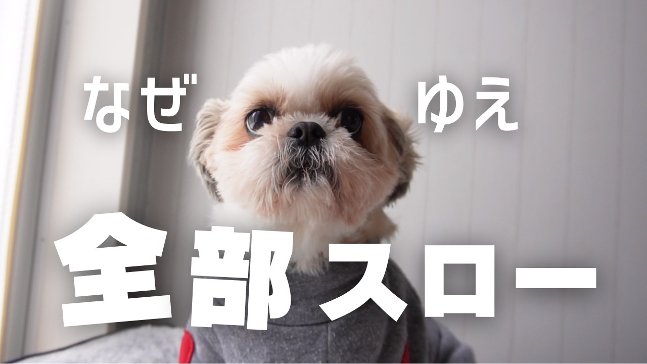 【悲劇】こんなことに…😫朝から撮った全てがスローになってしまった…ふてくされて寝たいと思います