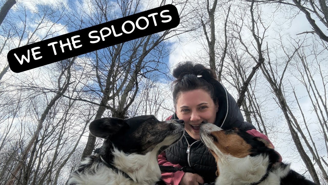 Walks with the Sploots & We Saw a Horse 🐴