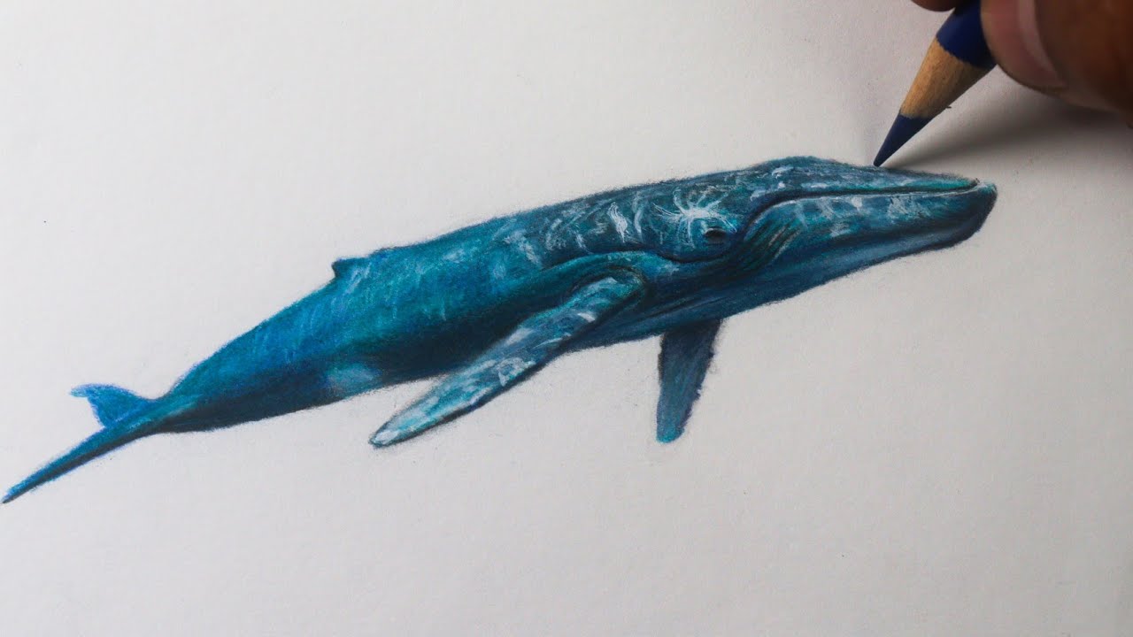 Como desenhar uma Baleia azul realista \ narrado