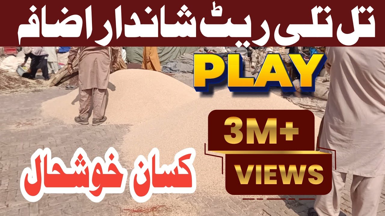 Farmers Happy! Sesame (Til) Prices Higher Today | Till rate today 2026