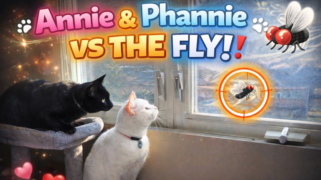Cats Hunting a Fly Indoors | Funny Spring Cat Video | Annie & Phannie 
