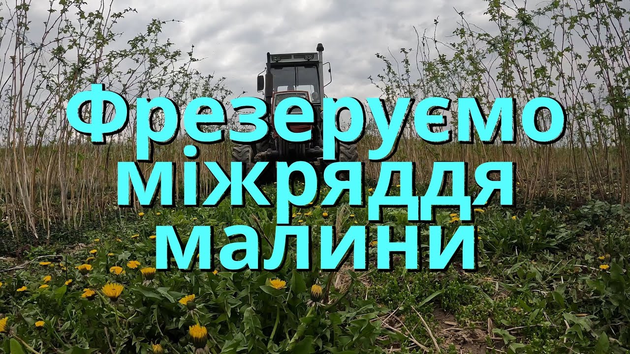 Фрезеруємо міжряддя малини ЮМЗ і грунтофреза Bomet 2.0 метра