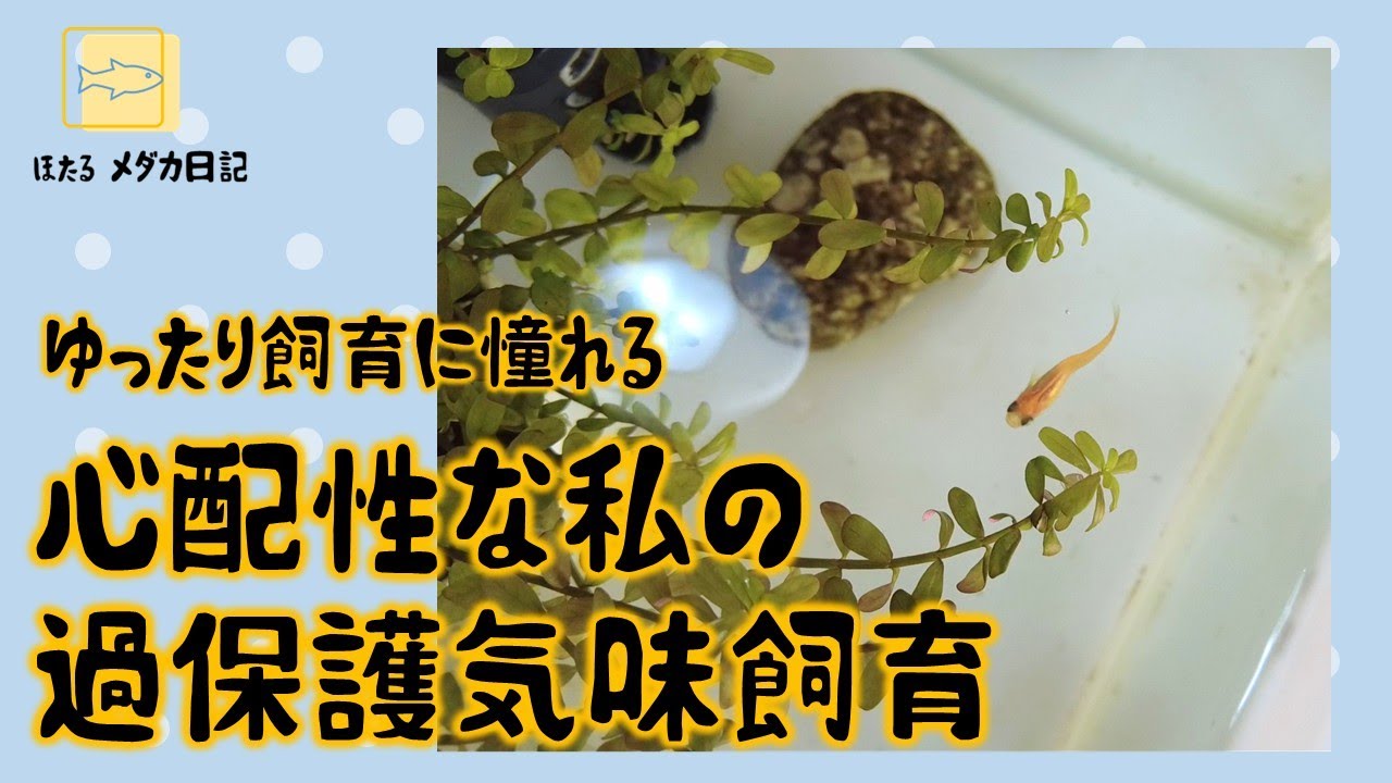 ゆったり飼育を目指してるが、過保護気味になってしまう心配性な私の飼育方法　#ビオトープ #メダカ #メダ活 #ベランダ