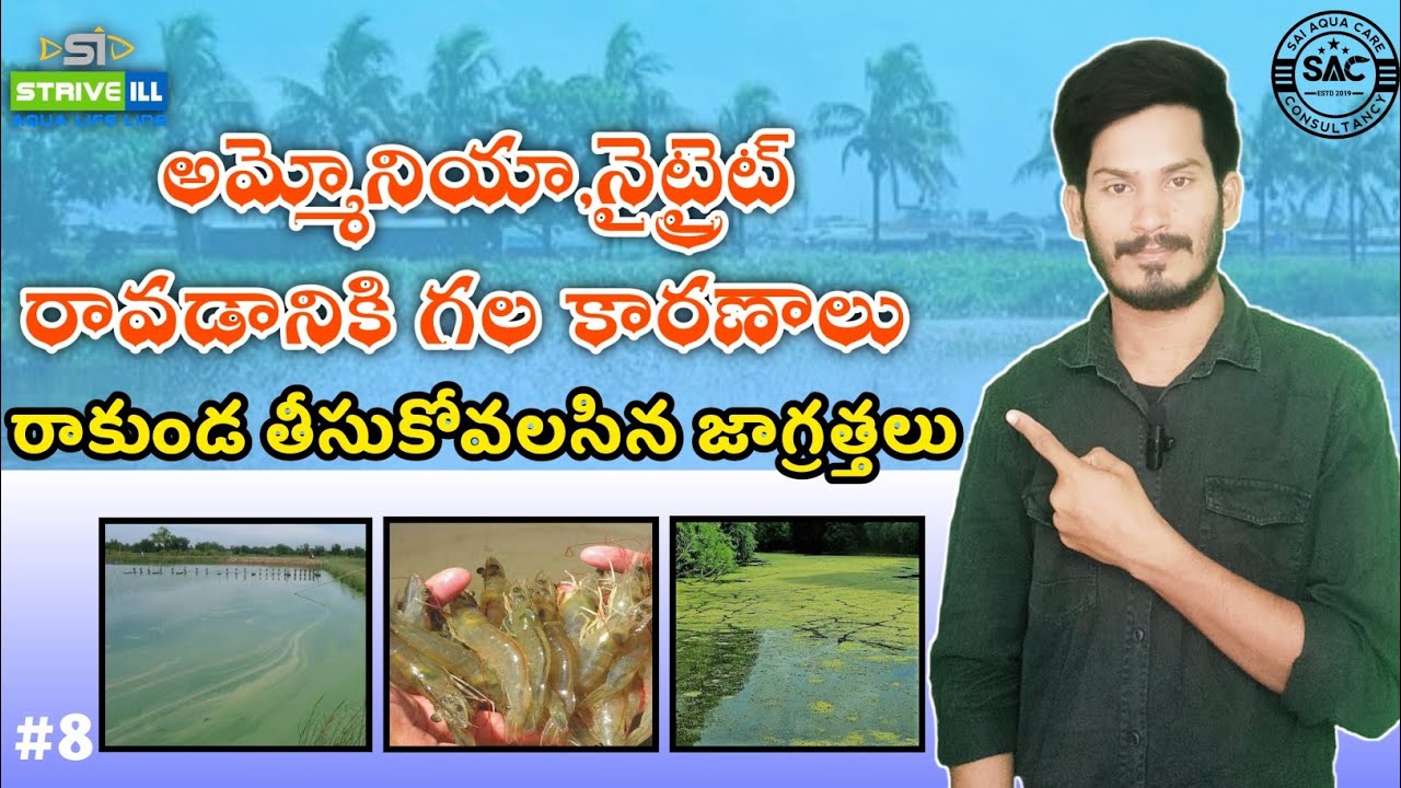 Ammonia and Nitrite in shrimp pond||Reducing Ammonia & Nitrite in your pond||Sai Aqua Care#royyalu
