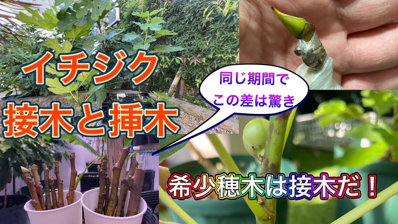 【イチジク栽培】1本の穂木から接木と挿し木どちらも成功！その苗を比較したらあきらかに接木苗の方が生育良好！イチジクの接木は簡単で早期結実も狙えるので積極的に接木しよう。