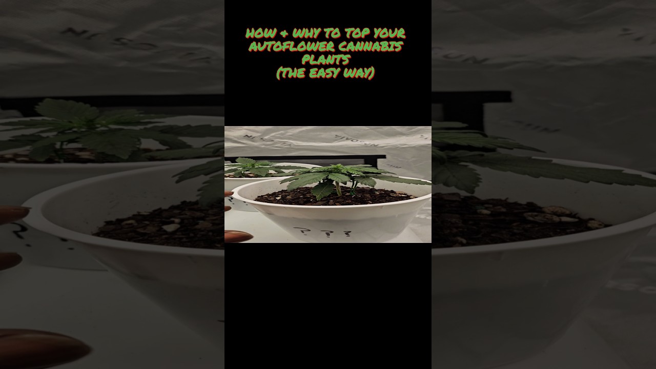 How & Why to top your Autoflowers the easy way‼️ (HST)