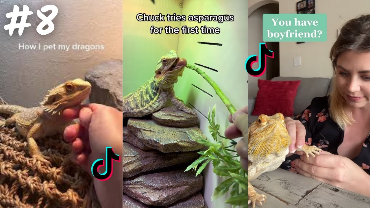 Bearded Dragon TikTok & İnstagram Compilation  2023  4K  PART 8