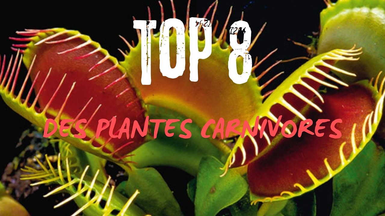 🌵TOP 8 des plantes CARNIVORES 🌵