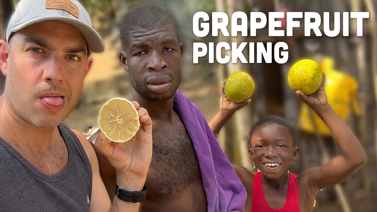 Grapefruit Picking with Coppy & Ratty!