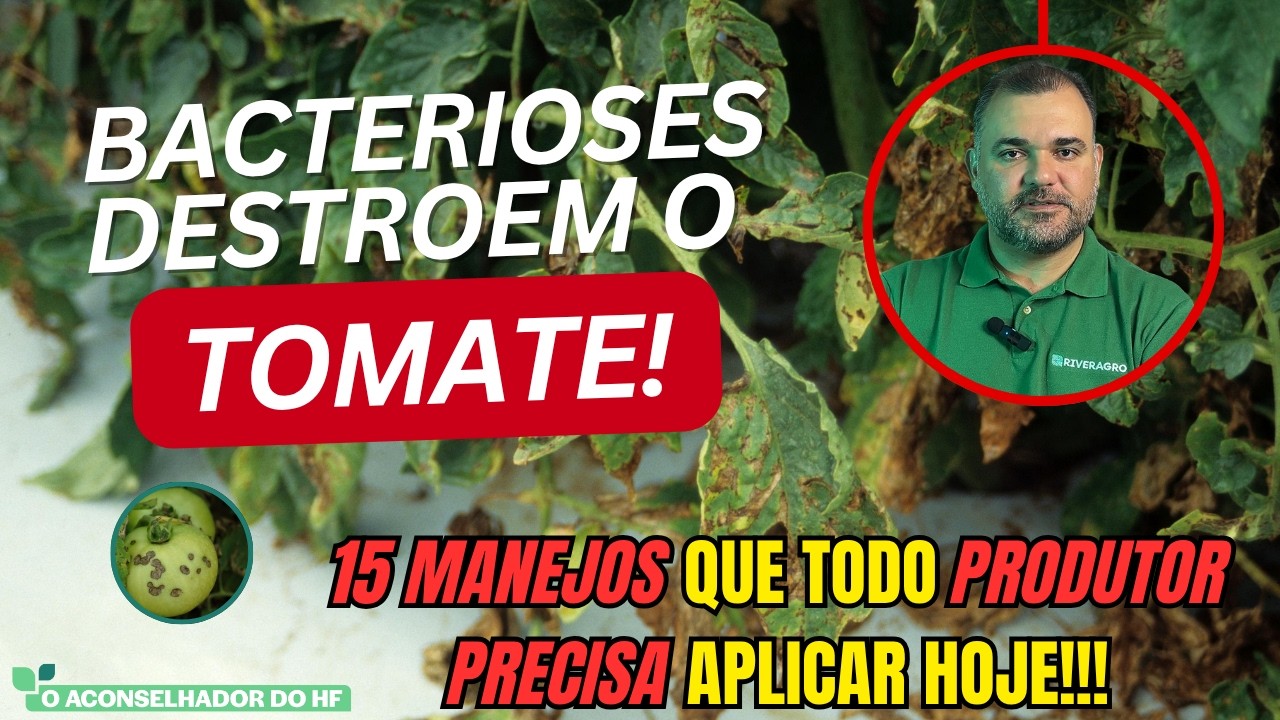 BACTÉRIAS NO TOMATE: 15 MANEJOS QUE TODO PRODUTOR PRECISA APLICAR HOJE!!!