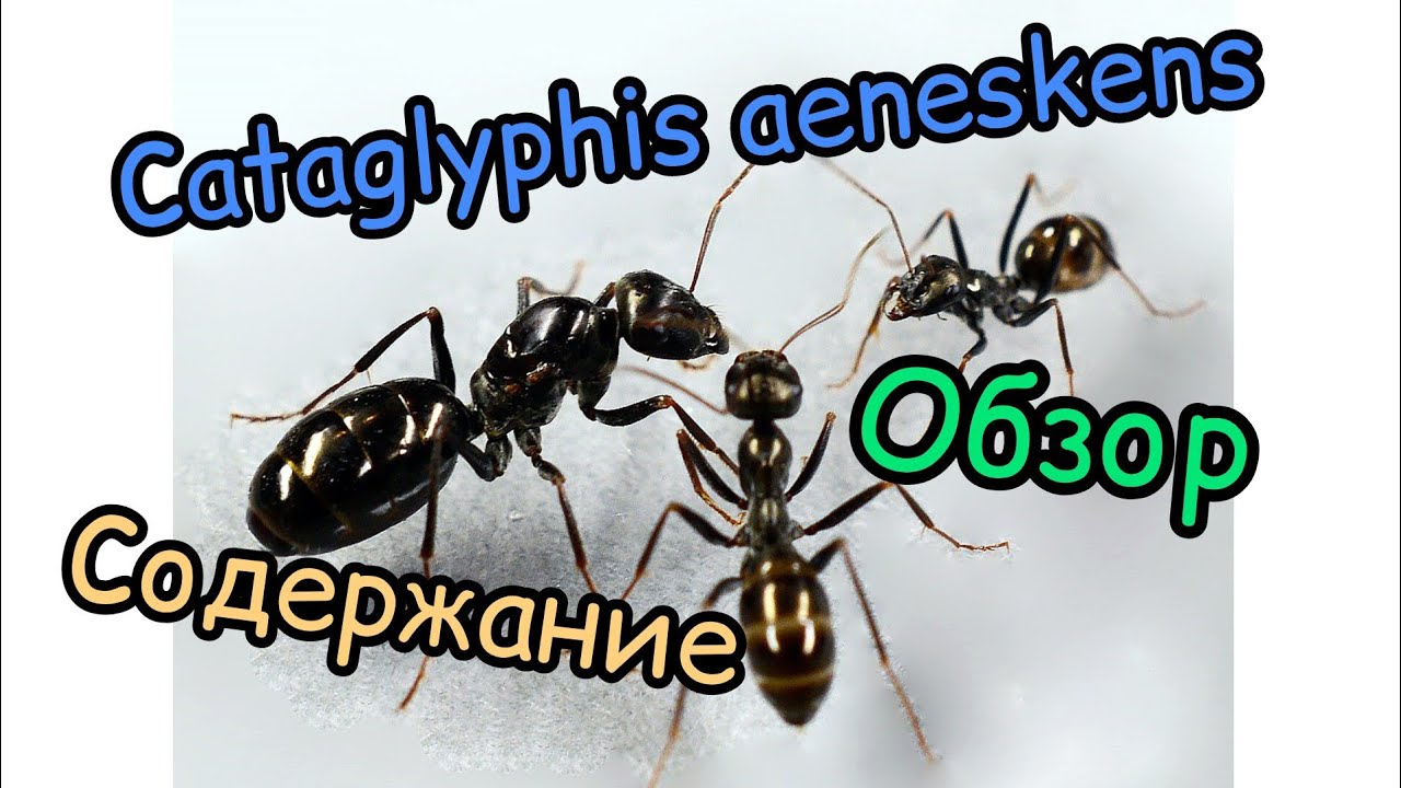 Муравьи Cataglyphis aeneskens | Степные Бегунки | Содержание | Обзор