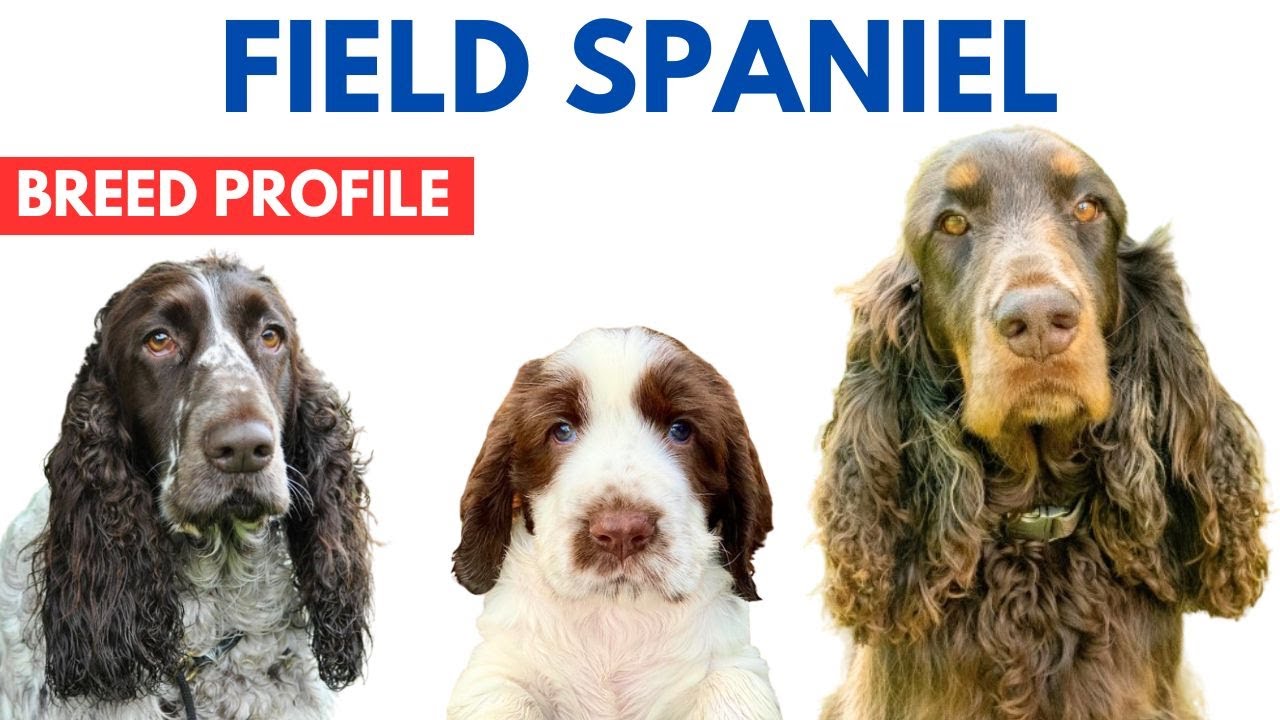 Field Spaniel Profile History - Price - Traits - Field Spaniel Grooming Needs - Lifespan