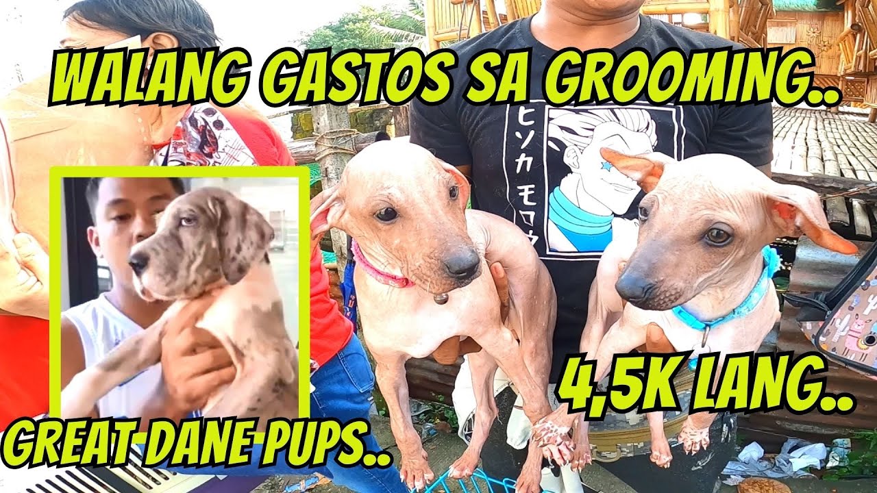 MEXICAN HAIRLESS DOG, MURA AT IWAS ALLERGY NADIN..