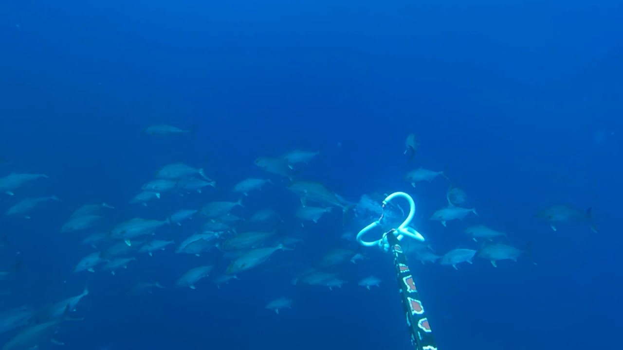 Chasse sous - Marine  ( Var ) Aout 2024