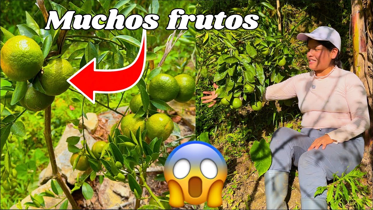 El secreto para que tus platas frutales nunca dejen de producir - NATHALIA