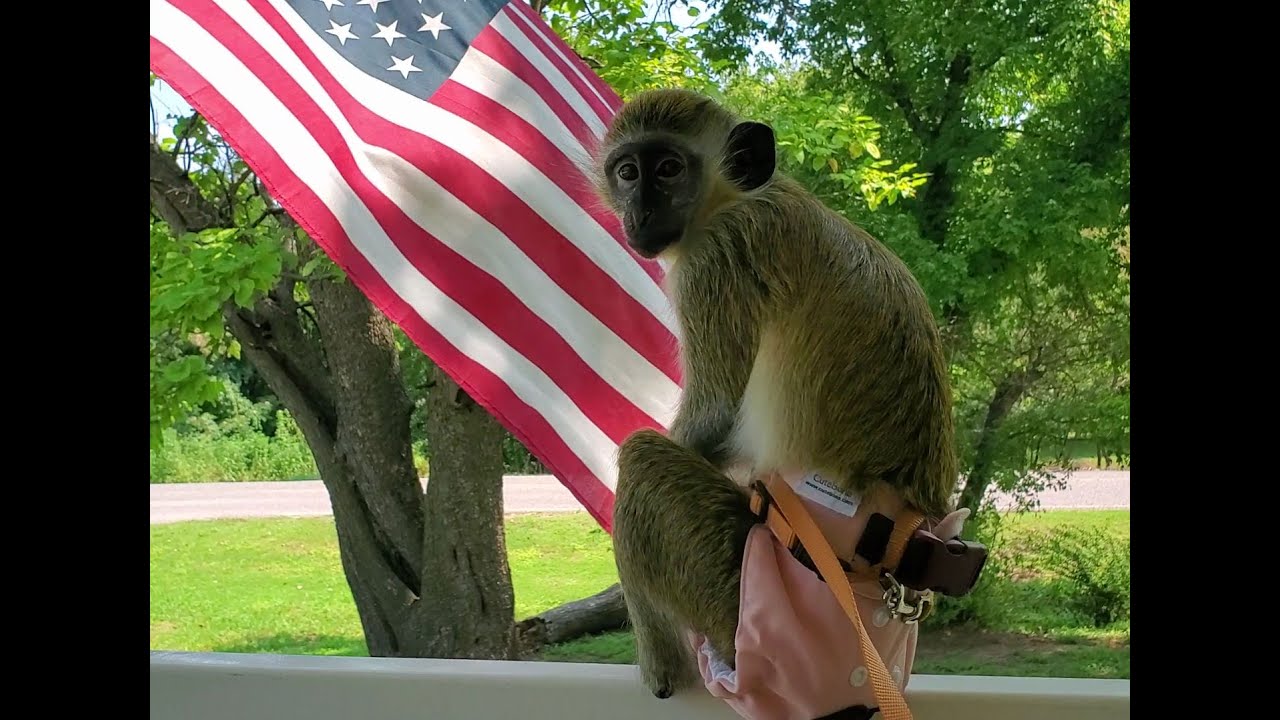 2 Years of Living with an African Green Monkey