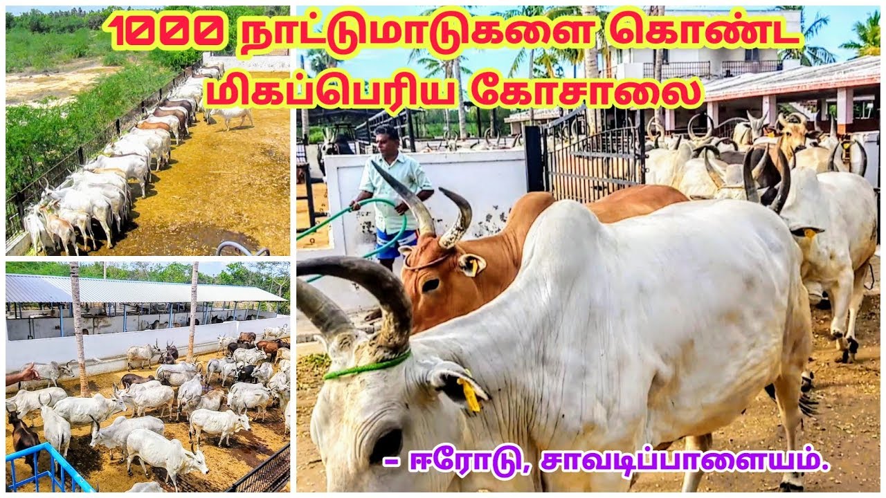 1000 நாட்டு மாடுகளை கொண்ட மிகப்பெரிய கோசாலை ஈரோடு / Goshala-GAU SEVA SANGH ERODE