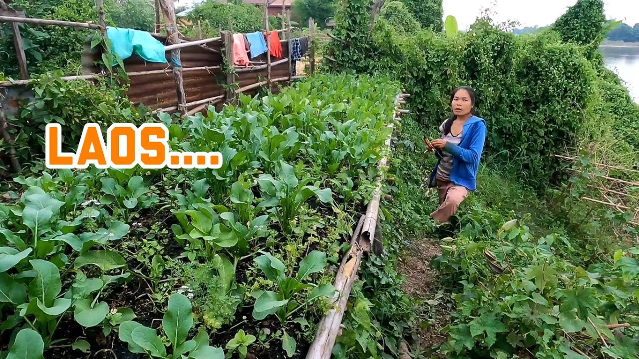 Livelihood in Laos. ជីវភាពពលរដ្ឋនៅប្រទេសឡាវ។