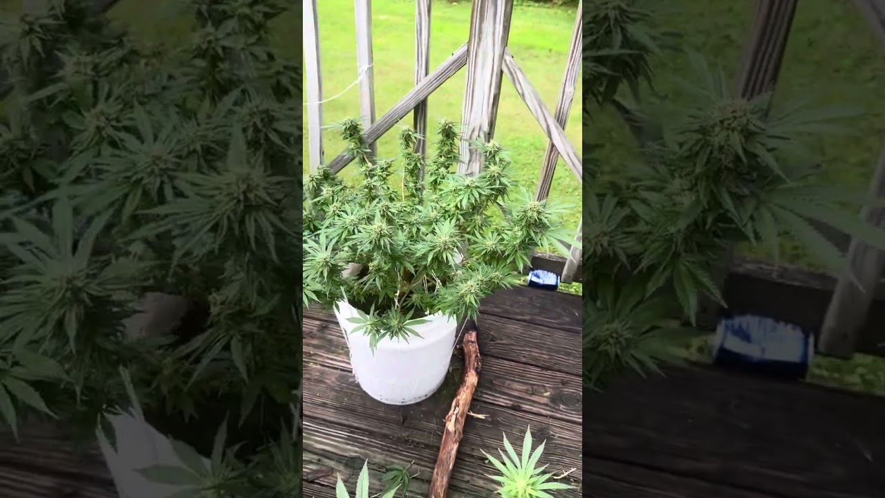2024 cannabis grow update 3 (week 6 flower)