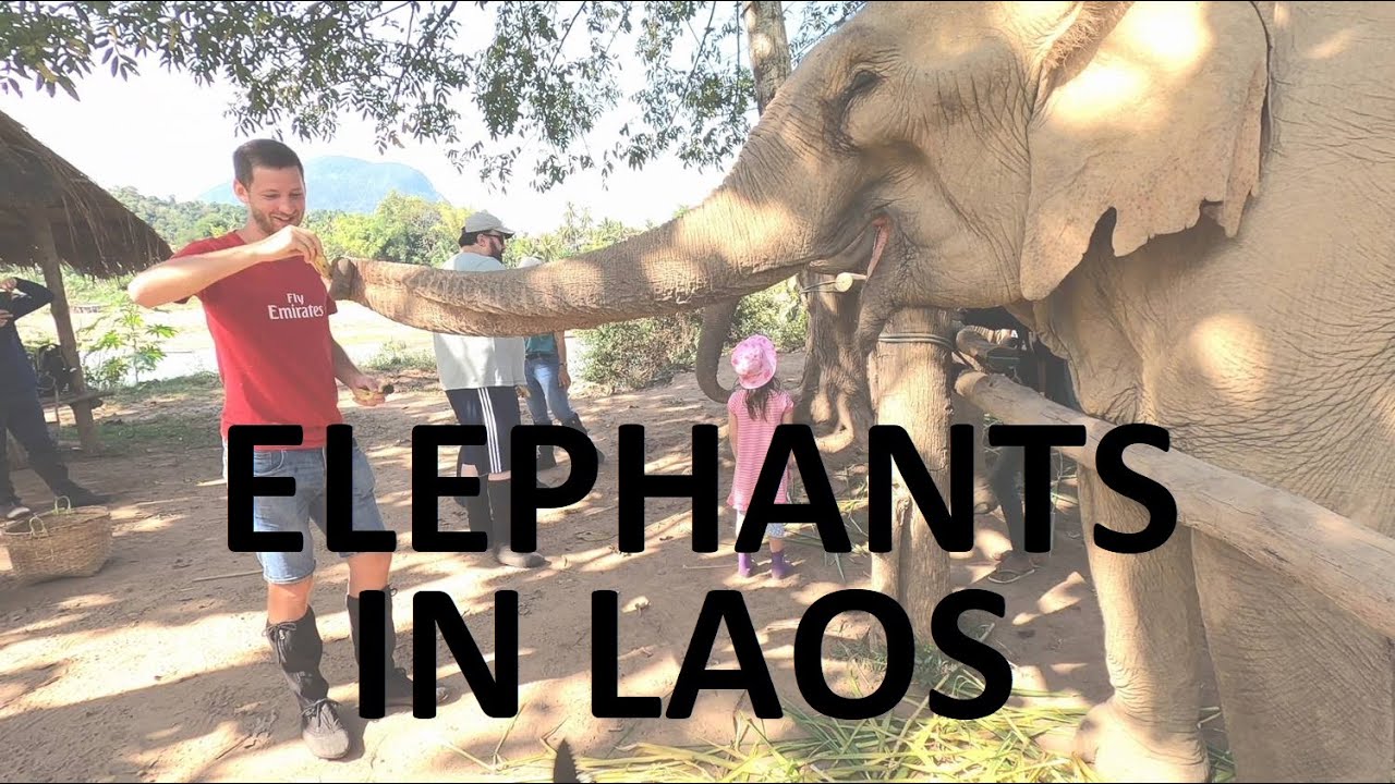 Travel vlogs, ch. 120.: Mandalao Elephant Sanctuary | Luang Prabang | Laos | 4k UHD #travel #vlog