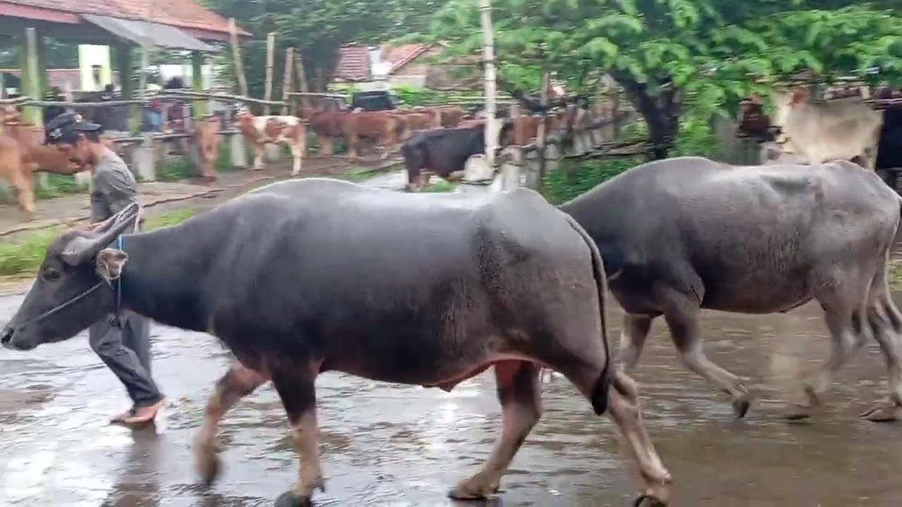 Pasar hewan Muntilan