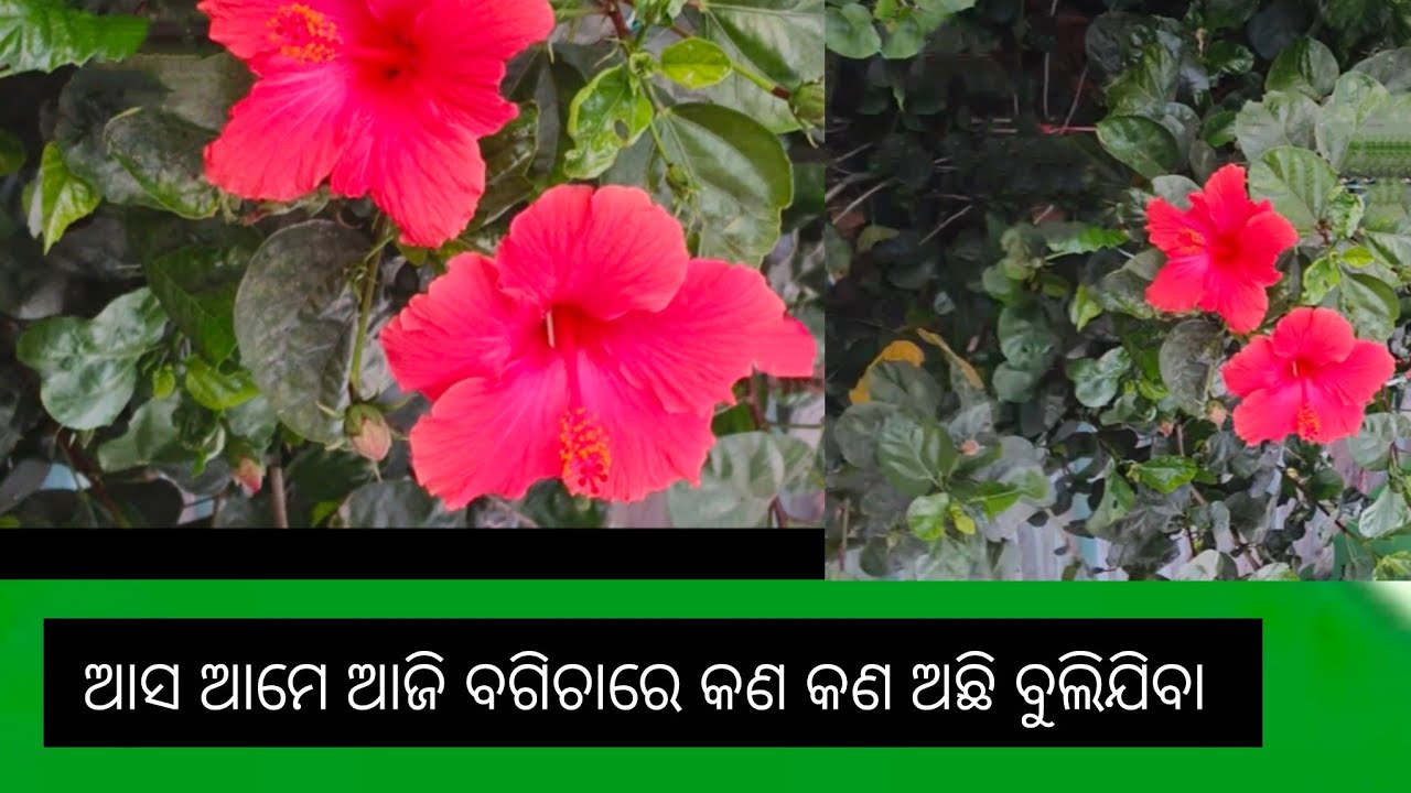 ଆସ ଆମେ ଆଜି ବଗିଚାରେ କଣ କଣ ଅଛି, ବୁଲିଯିବା👌👍❤ #garden #gardenvlog #trending #viral #shortsfeed 