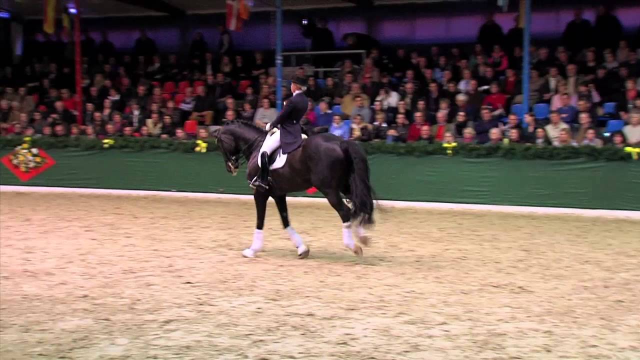 Dressurleistungszentrum Lodbergen Dante Weltino OLD 2014