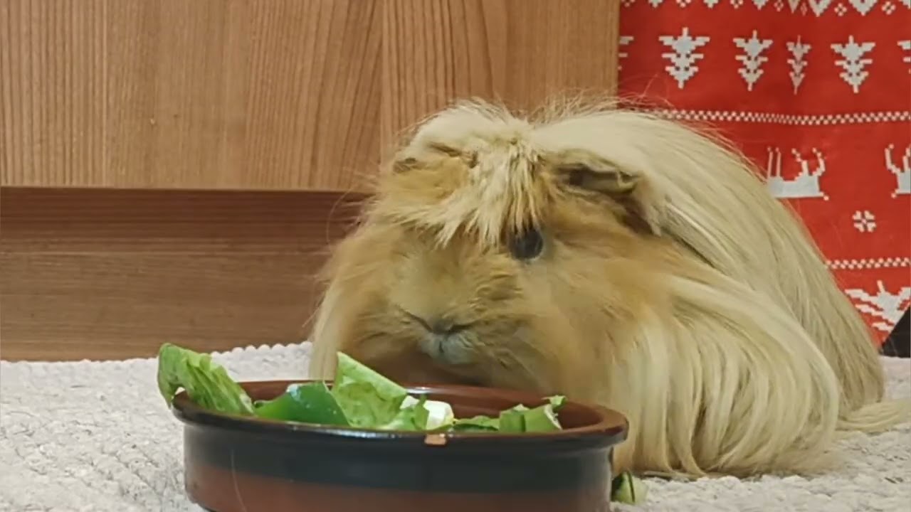 ASMR Cobayas comiendo ensalada fresca 🐹🥬